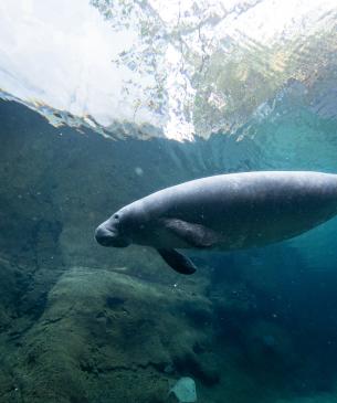 Columbus Zoo | Manatees